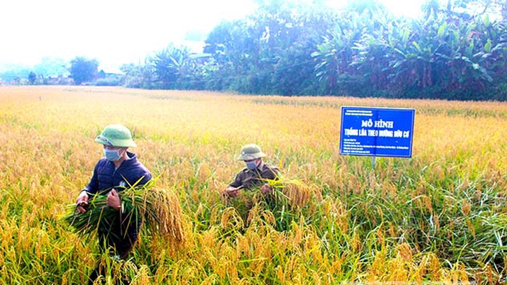 Hiệu quả mô hình trồng lúa theo hướng hữu cơ tại Nam Định  Viện Khoa học  Nông nghiệp Việt Nam