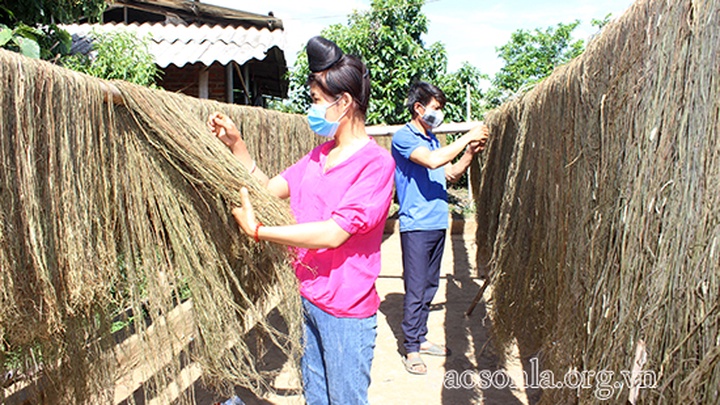 Cây gai xanh mở hướng đi mới cho nông dân