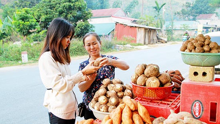 Mùa khoai sọ Thuận Châu