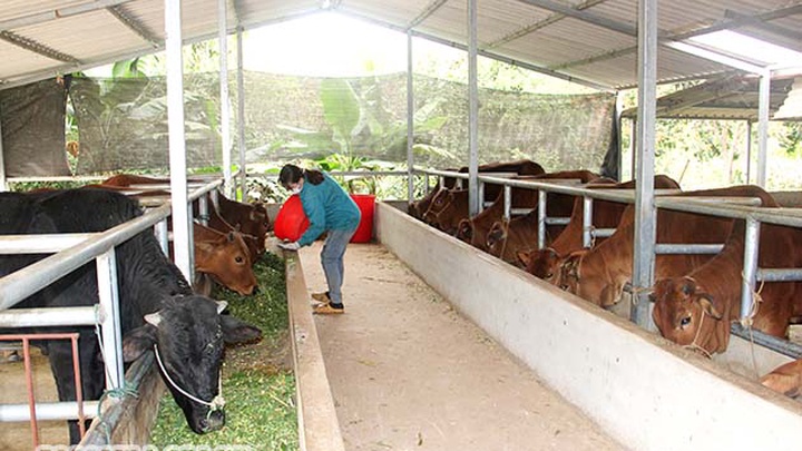 Mô hình nuôi vỗ béo bò thịt hiệu quả ở Phú Thọ  Kỹ Thuật Nông Nghiệp