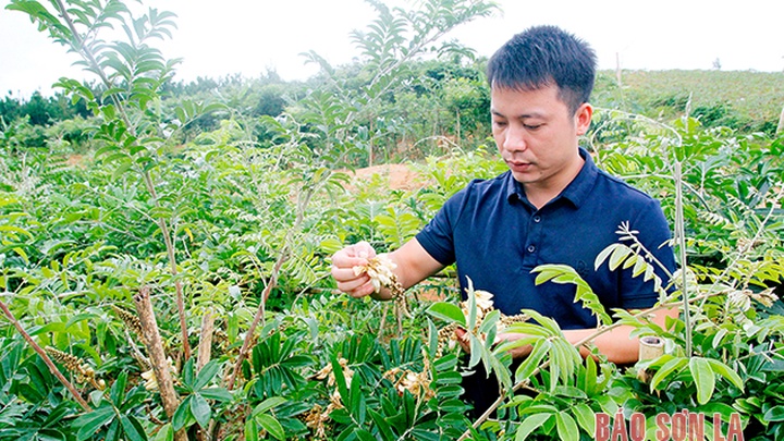 Triển vọng cây cát sâm