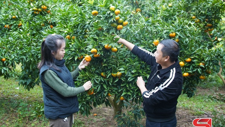 Mùa thu hoạch cam ở Chiềng Xuân