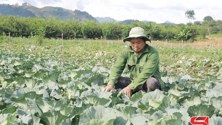 Xây dựng vùng chuyên canh rau an toàn