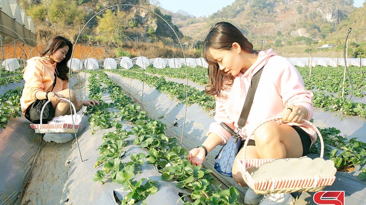 Hiệu quả mô hình trồng dâu tây gắn với du lịch