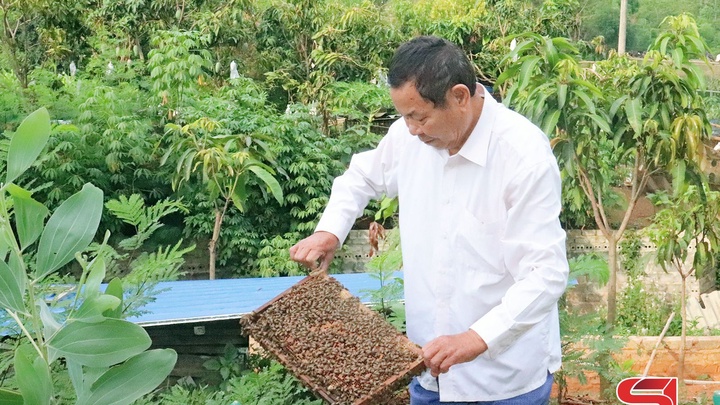Đặc biệt mật ong sơn la từ vuông hoa mật ong rừng chất lượng