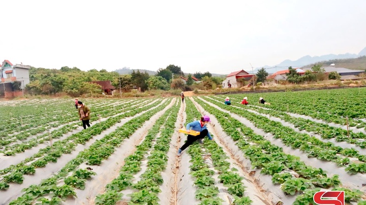 Vụ dâu tây chín sớm