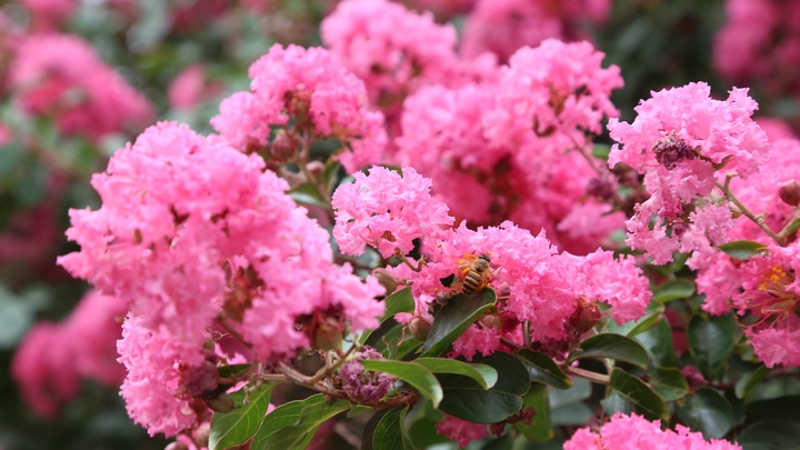 Crape myrtle in full bloom on Son La streets