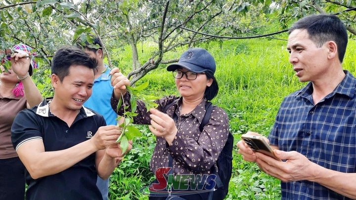 Tập huấn kỹ thuật canh tác mận hậu theo tiêu chuẩn xuất khẩu