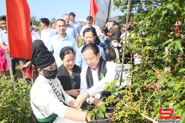 Sôi nổi Ngày hội hái quả cà phê Arabica xã Muổi Nọi lần thứ nhất, năm 2025