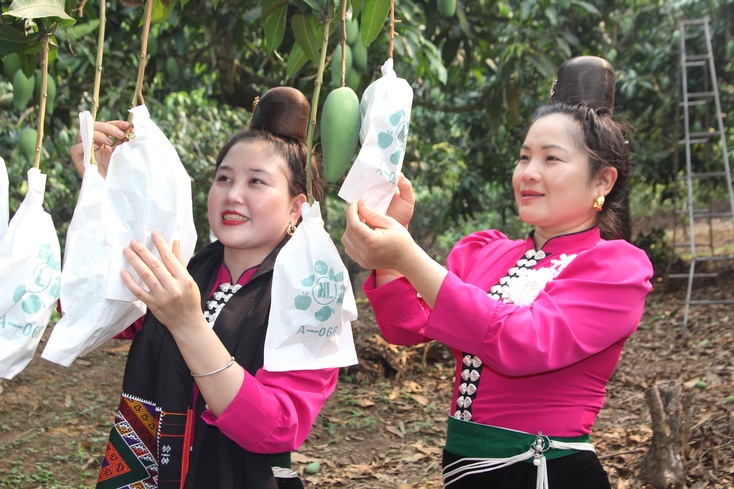 Mango bagging campaign 2026 launched in Chieng Hac commune