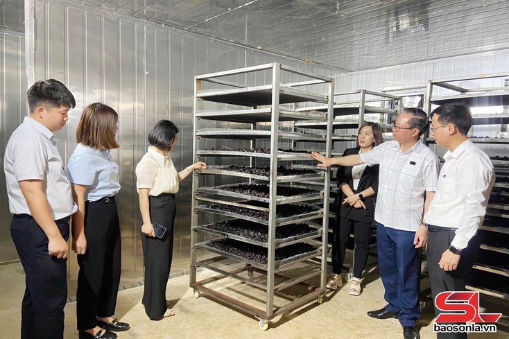 Sâu nhav Đề án "Sir zôngv chuôz zênhx jông lok tsuôv têx txir tsês shông 2026”