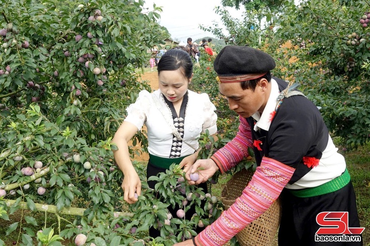 Phọn nương ngon thì pít mák mặn nẳng Mự hội mák mặn Phiêng Khoài tưa cốc khọe