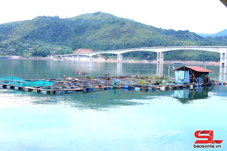 Quỳnh Nhai tu zus njêk cov muôs tâu gri