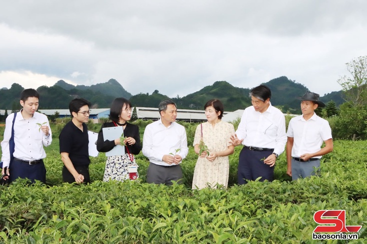 Japanese Ambassador visits tourism, agricultural sites in Son La