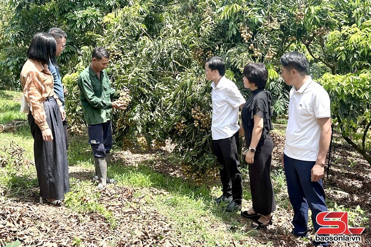 Luz chaix txir lưv tsiz siar nzor ntơưv Chiềng Khương