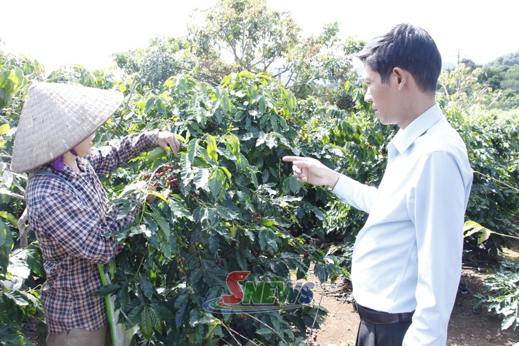 Chiềng Cơi cxiv tsa thax tsav chos cà phê truôx njês