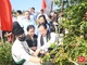 Sôi nổi Ngày hội hái quả cà phê Arabica xã Muổi Nọi lần thứ nhất, năm 2025