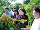 Đồng chí Phó Chủ tịch Quốc hội thăm nhà máy chế biến cà phê và mô hình nông nghiệp, du lịch tại Sơn La